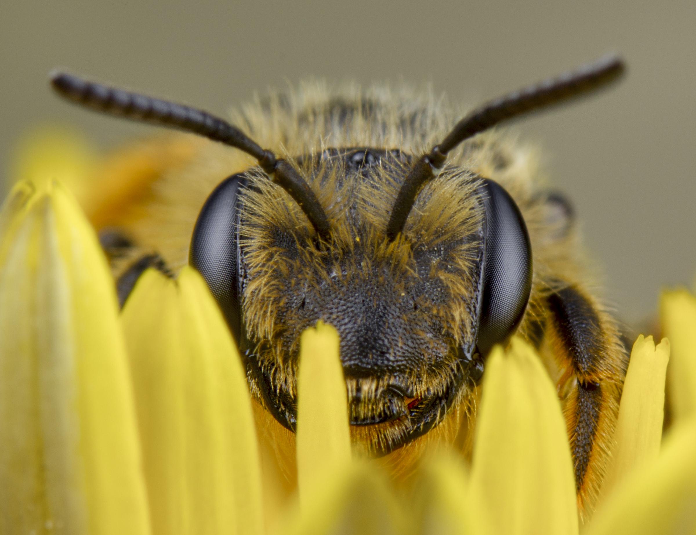 Neonicotinoids Deprive Bees Of Sleep Memory And Food South West Farmer