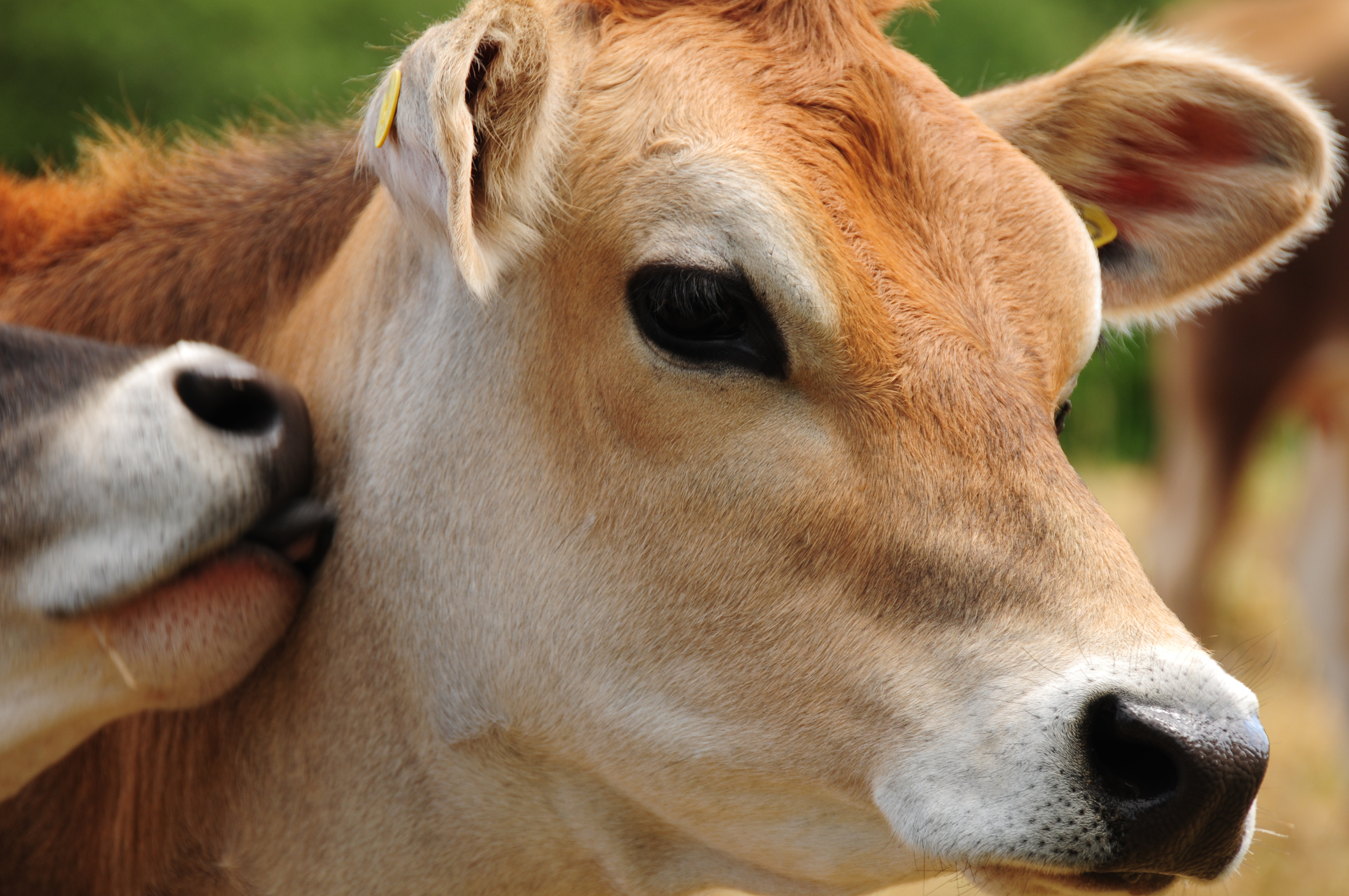 Jersey Cow Breed Under Threat As Number Of Herds Halve South West Farmer