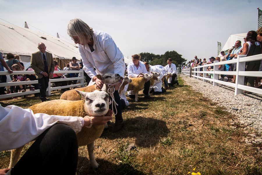 Beltex sheep on show Picture Roland Ebert 