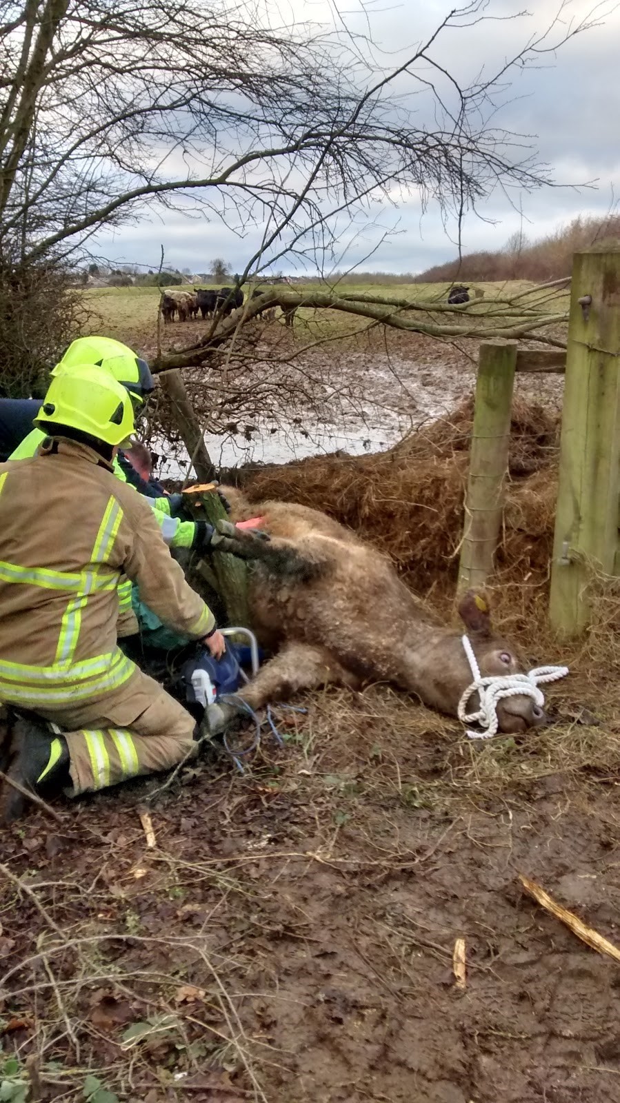 rspca rescue