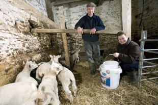 Getting Lambs Off To Good Start South West Farmer